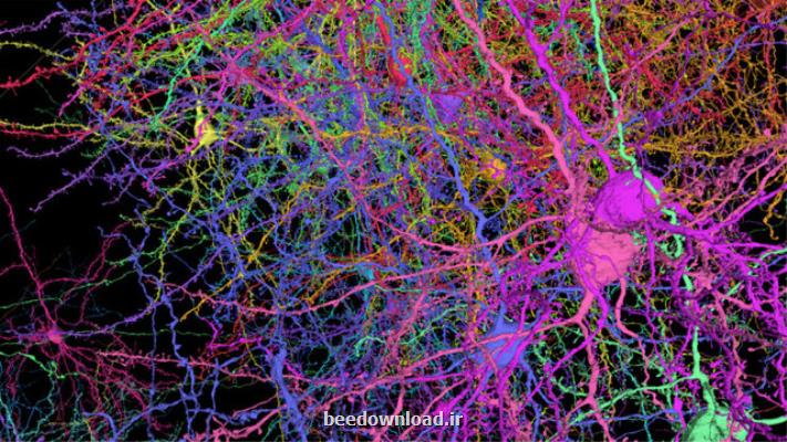 ترسیم نیم میلیارد اتصال در قسمتی از مغز موش
