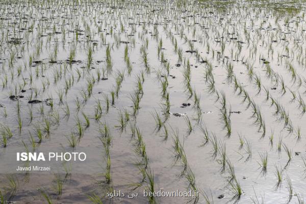 خودكفایی در تولید برنج با كشت ارقام هسته ای برنج روشن و شهریار