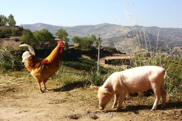 ایجاد مرغ و خوك با كمك قیچی ژنتیكی