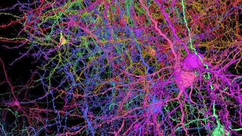 ترسیم نیم میلیارد اتصال در قسمتی از مغز موش