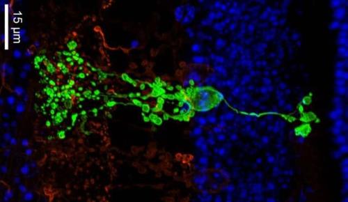 کشف نوع جدیدی از سلول عصبی در شبکیه چشم