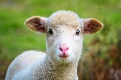 توقف اجرای طرح ایجاد نژاد گوسفند چند قلوزا و بی دنبه به دلیل کمبود اعتبار