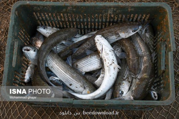 سهم غذاهای دریایی از سفره ایرانیان یک ششم میزان استاندارد جهانی