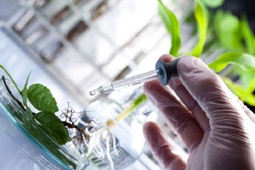 تشکیل کنسرسیوم های تخصصی برای تنوع بخشی به سبد گیاهان دارویی و طب سنتی